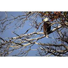 Bald Eagle in a Madrone Tree Mural Wallpaper