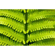Sword Fern Details 2 Wall Mural