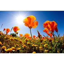 California Poppies (Matera) Wall Mural