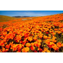 California Poppy Field Wall Mural