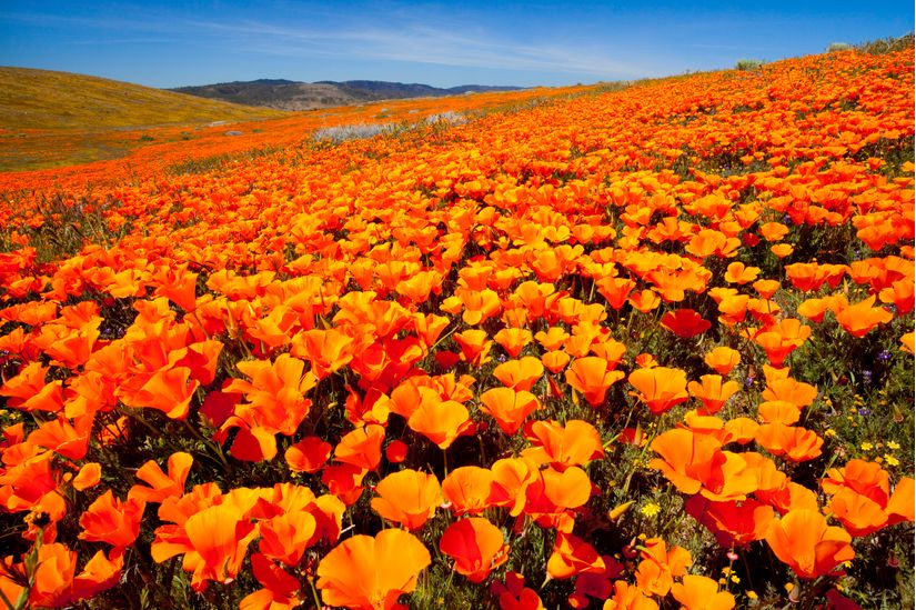 Bright-orange-Calirfornia-Poppy-flower-field-in-super-bloom-located-in-Antelope-Valley
