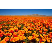 Califorina Poppy Field 2 Wall Mural