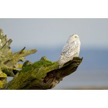 Snowy Owl Looking Out Mural Wallpaper