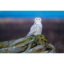 Snowy Owl, Bubo Scandiacus Wall Mural