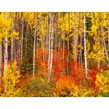 Aspens and Vine Maples in Autumn Wall Mural