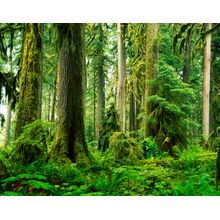 Old Growth Rainforest, Carbon River Valley Wallpaper Mural