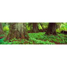 Grove of the Patriarchs, Mt. Rainier Wall Mural