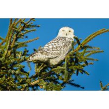 Snowy Owl Wall Mural