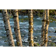 Alder Trees Wall Mural