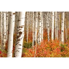 Autumn Colors, Central Cascades Mural Wall Mural