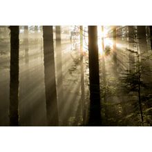 Lightbeams Through Fog Wall Mural