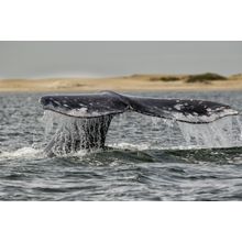 Grey Whale Tail Wall Mural