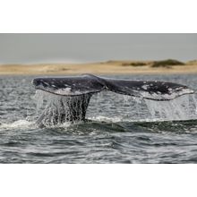 Grey Whale Tail Wallpaper Mural