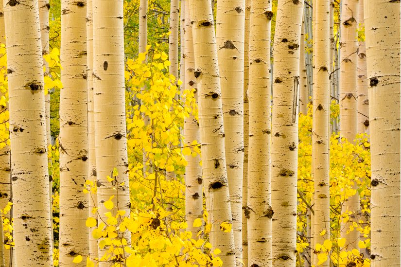 Aspen Tree Wall Mural Autumn Aspen Trees in Wasatch Mountains By