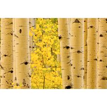 Autumn Color, Wasatch Mountains 3 Wall Mural