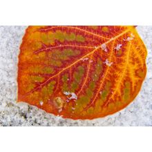 Autumn Aspen Leaf Wall Mural