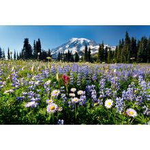 Wildflowers, Mt Rainier Wall Mural