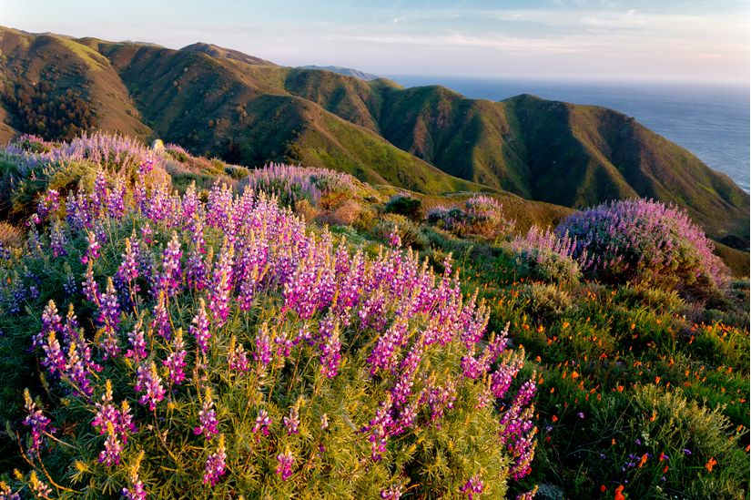 Lupines & Poppies Mural - Stephen Matera - Murals Your Way