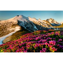 Wild Heather, Mt Ruth Wall Mural