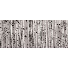 Monochrome Aspen Panorama Wall Mural