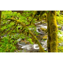 Moss Covered Maple, Eagle Creek Wall Mural