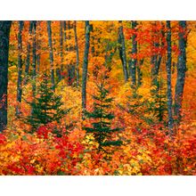 Autumn in the Upper Peninsula, Michigan Wall Mural