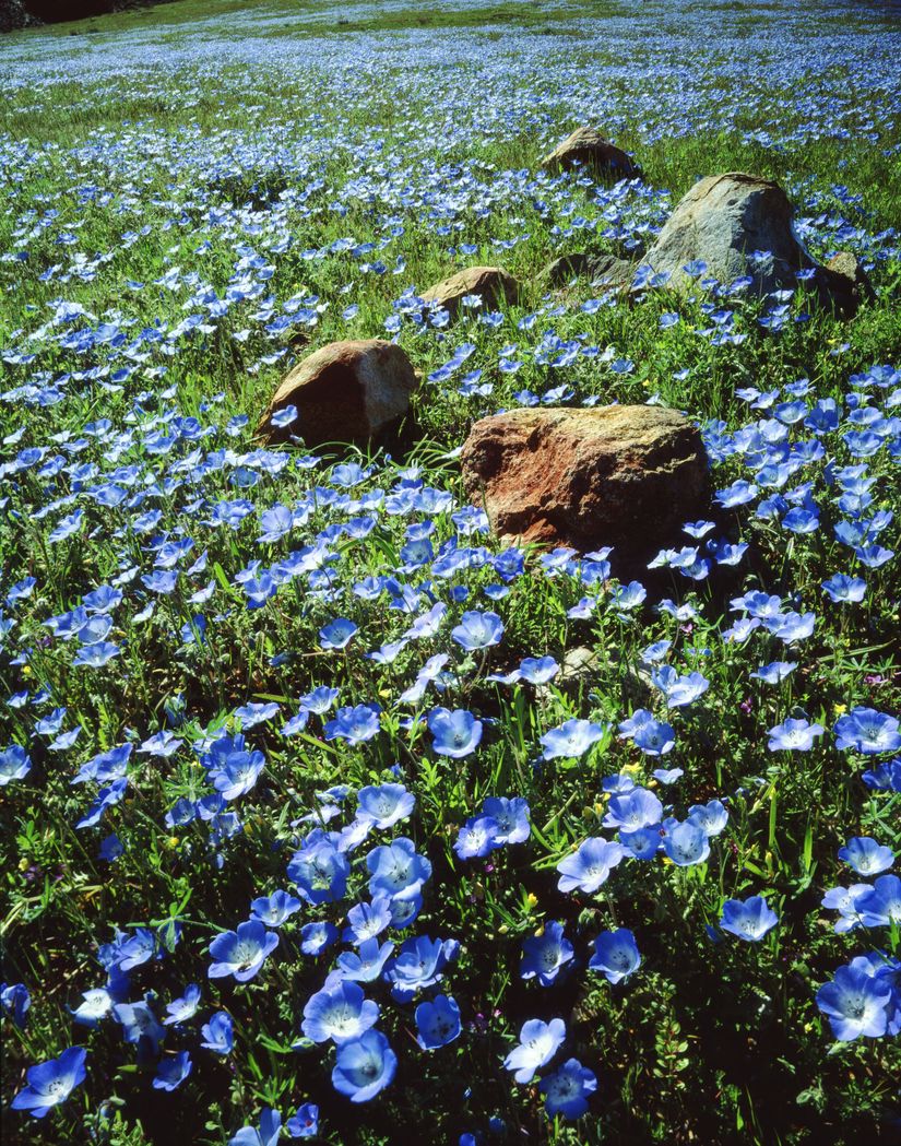 Blue Flowers Mural Wallpaper Murals Your Way