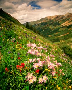 Columbine-On-Ophir-Pass-Mural-Wallpaper