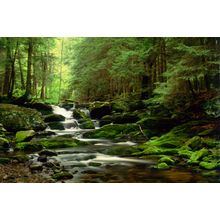 Kent Falls Wall Mural