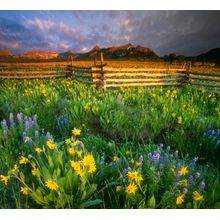 Last Dollar Wildflowers & Fence Wall Mural