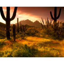 Lower Sonoran Sunrise Wall Mural