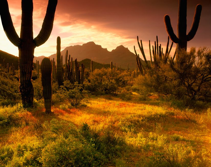 Lower Sonoran Sunrise Mural By Steve Mohlenkamp - Murals Your Way