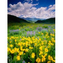 Wildflowers At Crested Butte Wall Mural