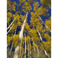 Gold Aspen & Blue Sky Wall Mural