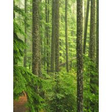 Oregon Old Growth Forest Wallpaper Mural