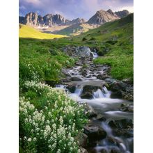 American Basin With White Flowers Mural Wallpaper