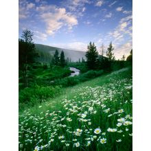 Daisies On Snowy Range Pass Wall Mural