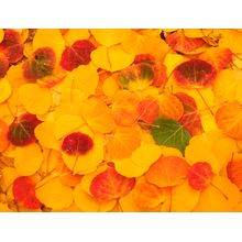 Fallen Fall Wall Mural