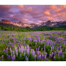 Lupine On Dallas Divide Wall Mural