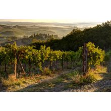 San Gimignano Vineyard Mural Wallpaper