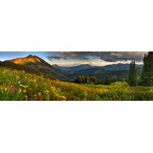 Crested Butte Wildflowers Wall Mural