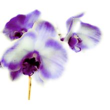 Purple Orchid Dreams Wall Mural