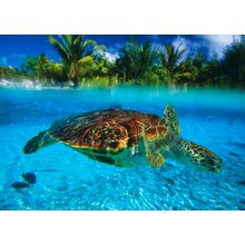 Tortoise In Bora Bora Lagoon Wall Mural