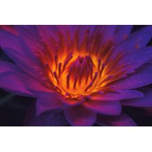 Lotus Flower, French Polynesia Wall Mural