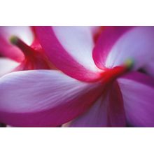 Tipanier Flower, French Polynesia 1 Wall Mural