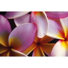 Tipanier Flower, French Polynesia 2 Wall Mural