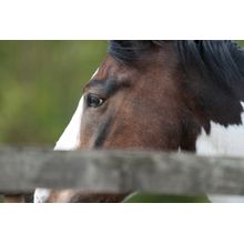 Horse Close Up Wall Mural