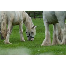 White Horses Grazing Wall Mural