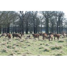 Deer 1 Wall Mural