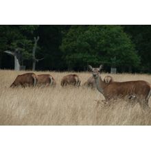 Deer 3 (Dubois) Wall Mural